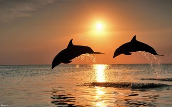 تصویر دلفین در غروب